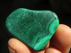 Polished  Small Flower Malachite Free Forms  x 20 From Congo - Toprock Gemstones and Minerals 