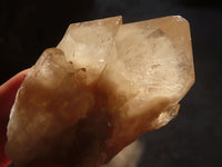 Natural Cascading White Phantom Smokey Quartz Crystals x 12 From Luena, Congo - Toprock Gemstones and Minerals 
