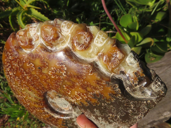 Polished Ammonite With x 5 Skull Carvings x 1 From Madagascar - TopRock