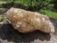 Natural Golden Limonite / Lemonite Quartz Clusters  x 7 From Mwinilunga, Zambia - TopRock