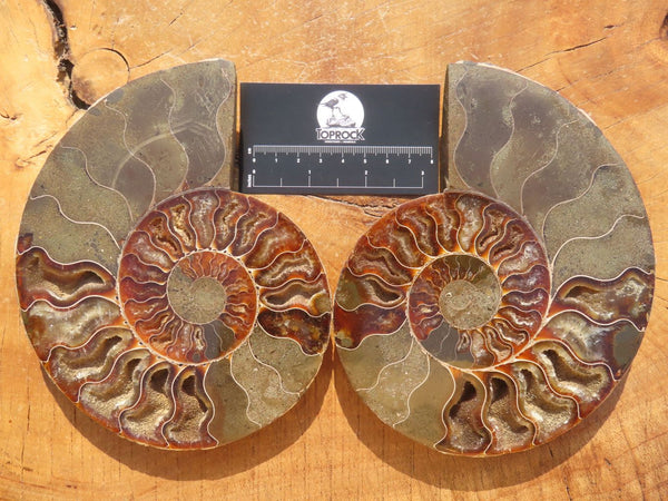 Polished Cut Ammonite Fossil Pairs x 1 From Tulear, Madagascar - TopRock