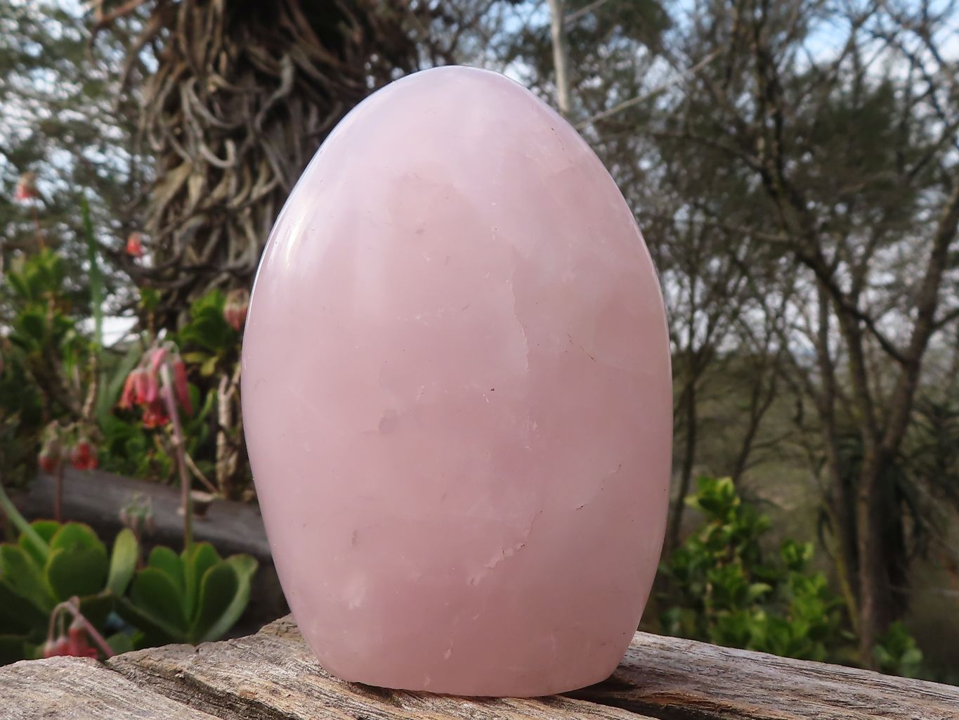 Polished Gemmy Pink Rose Quartz Standing Free Forms x 4 From Madagascar - Toprock Gemstones and Minerals 