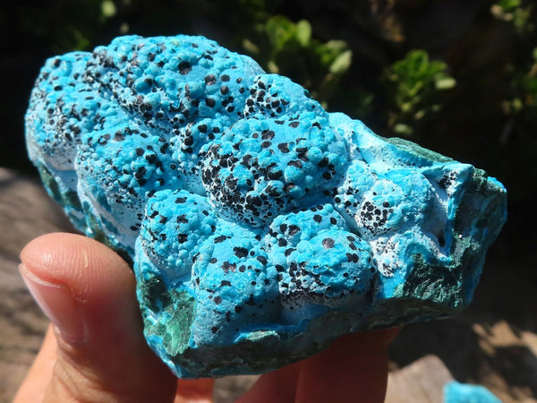 Natural Blue Chrysocolla On Silky Malachite Matrix Specimens  x 6 From Kulukuluku, Congo - Toprock Gemstones and Minerals 