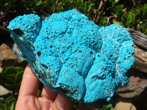 Natural Blue Chrysocolla On Silky Malachite Matrix Specimens  x 2 From Kulukuluku, Congo - Toprock Gemstones and Minerals 