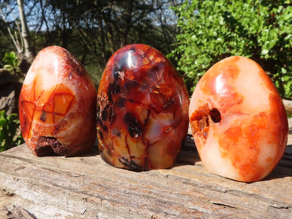 Polished Carnelian Agate Standing Free Forms  x 3 From Madagascar