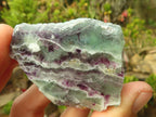 Polished  Watermelon Fluorite Slices  x 12 From Uis, Namibia - Toprock Gemstones and Minerals 