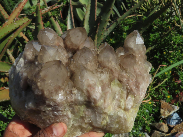 Natural Smokey Phantom Quartz Clusters Or Crystals  x 1 From Lwena, Congo - TopRock