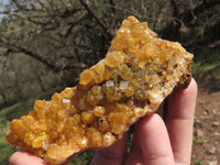 Natural Golden Limonite / Lemonite Quartz Clusters  x 12 From Mwinilunga, Zambia - TopRock