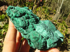 Natural Malachite Specimens x 2 From Congo - Toprock Gemstones and Minerals 
