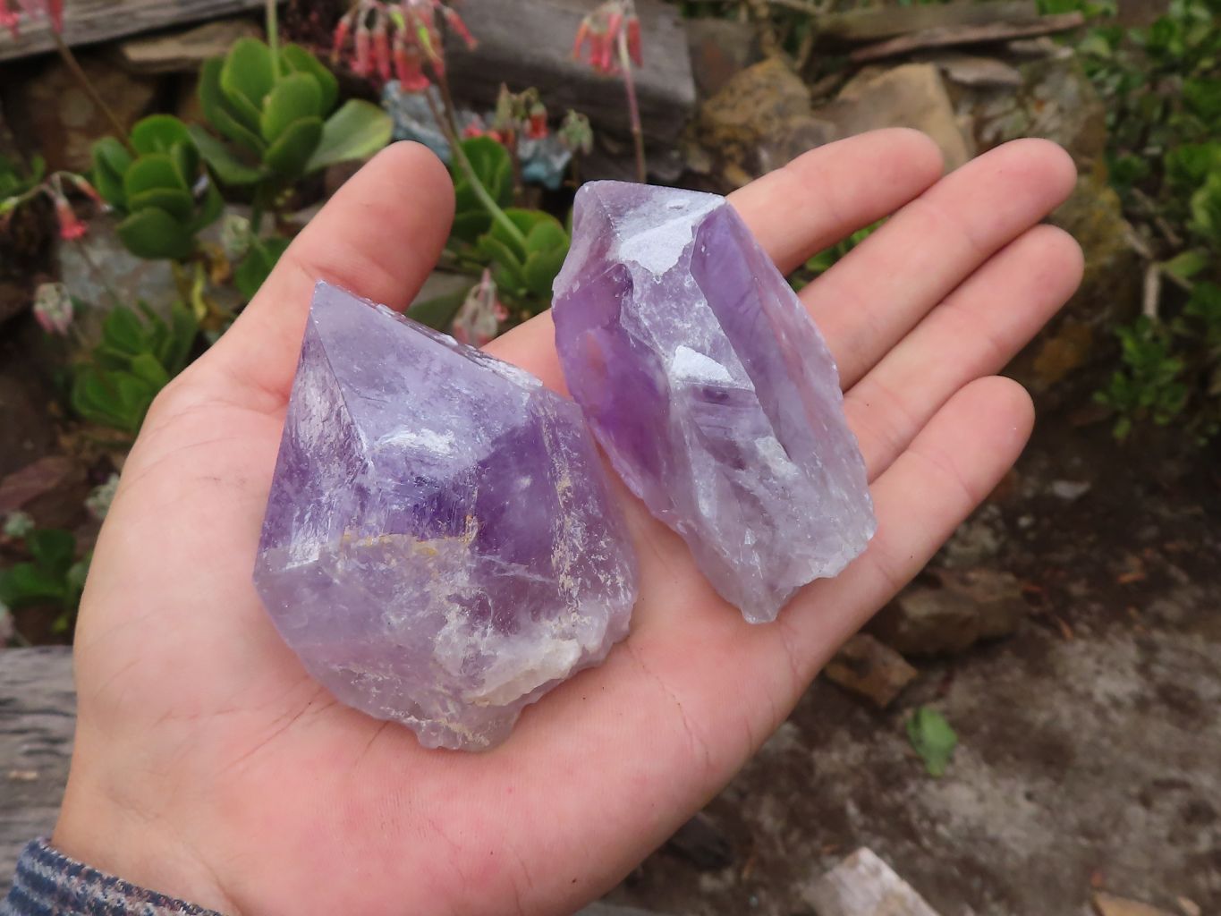 Natural Single Jacaranda Amethyst Crystals  x 12 From Mumbwa, Zambia - Toprock Gemstones and Minerals 