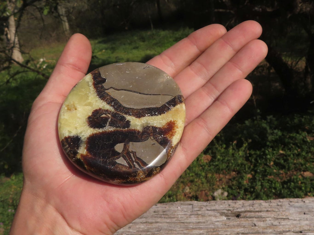 Polished Septerye (Aragonite & Calcite) Slices x 18 From Mahajanga, Madagascar - TopRock