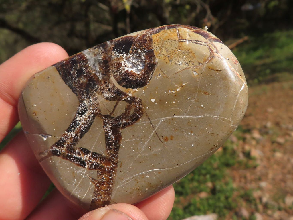 Polished Septerye (Aragonite & Calcite) Slices x 18 From Mahajanga, Madagascar - TopRock