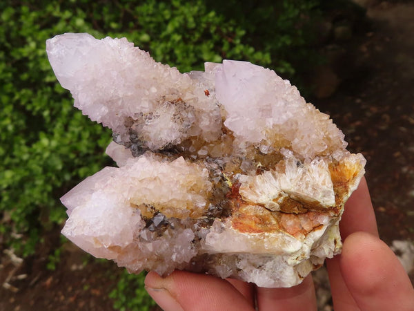 Natural Pale Spirit Ametrine Quartz Clusters  x 6 From Boekenhouthoek, South Africa - Toprock Gemstones and Minerals 
