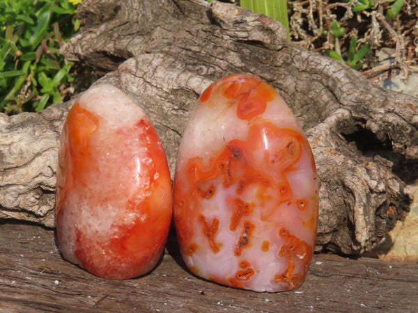 Polished Vibrant Red Carnelian Agate Standing Free Forms x 6 From Madagascar - TopRock