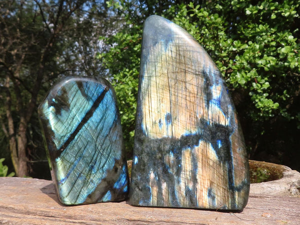 Polished Labradorite Standing Free Forms With Blue & Gold Flash  x 2 From Tulear, Madagascar - Toprock Gemstones and Minerals 