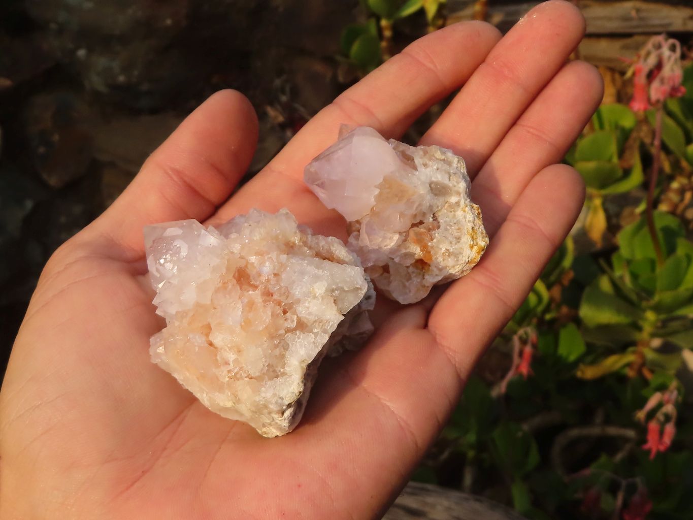 Natural White & Lilac Cactus Flower Spirit Quartz Specimens x 35 From Boekenhouthoek, South Africa - Toprock Gemstones and Minerals 