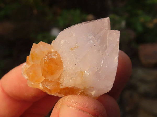 Natural White & Lilac Cactus Flower Spirit Quartz Specimens x 35 From Boekenhouthoek, South Africa - Toprock Gemstones and Minerals 