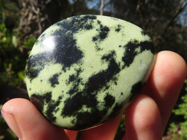 Polished Spotted Leopard Stone Gallets  x 6 From Zimbabwe - Toprock Gemstones and Minerals 
