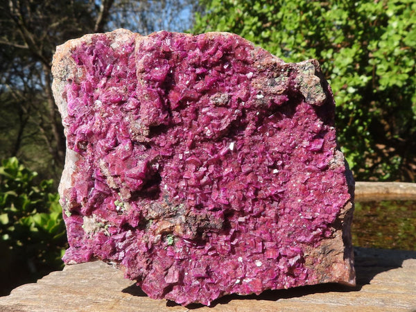 Natural Extra Large Hot Pink Salrose Cobaltion Dolomite Specimen  x 1 From Kakanda, Congo - Toprock Gemstones and Minerals 
