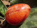 Polished Carnelian Agate Gemstone Eggs x 12 From Madagascar - TopRock