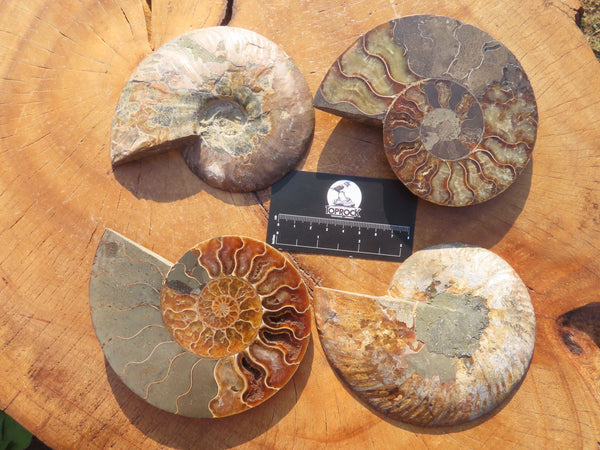 Polished Cut Ammonite Fossil Pairs x 2 From Madagascar - TopRock