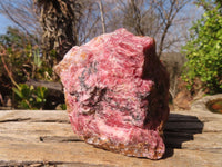 Natural Rough Red Rhodonite Specimens x 2 From Zimbabwe