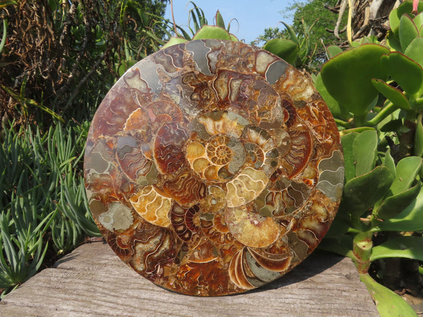 Polished Hand Made Ammonite Table Plaques  - sold per pc - From Madagascar - TopRock
