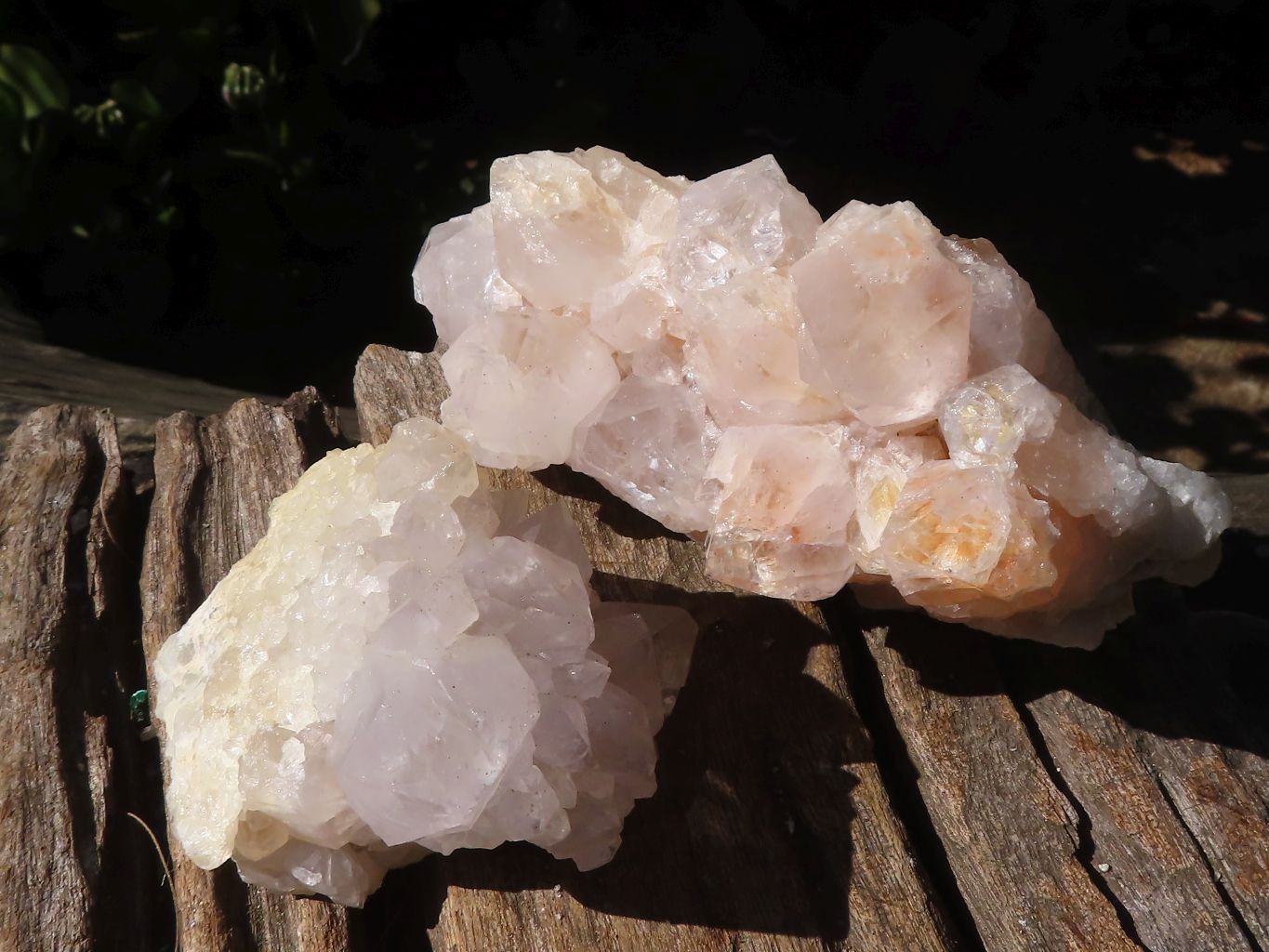 Natural White Cactus Flower Spirit Quartz Specimens  x 6 From Boekenhouthoek, South Africa - Toprock Gemstones and Minerals 