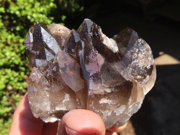 Natural Large Smokey Quartz Crystals  x 6 From Mulanje, Malawi - Toprock Gemstones and Minerals 