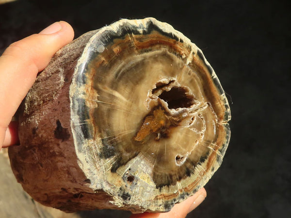 Polished One Side Polished Petrified Wood Pieces  x 3 From Zimbabwe - Toprock Gemstones and Minerals 