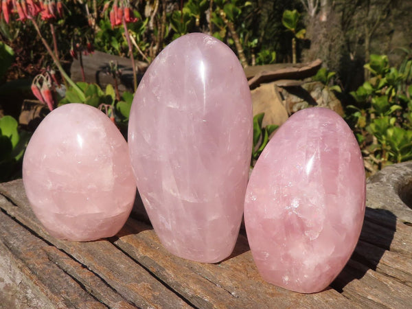 Polished Gemmy Pink Rose Quartz Standing Free Forms x 3 From Madagascar - Toprock Gemstones and Minerals 