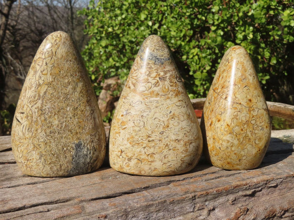 Polished Oceanic Fossil Standing Free Forms  x 3 From Madagascar - Toprock Gemstones and Minerals 