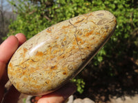 Polished Oceanic Fossil Standing Free Forms  x 3 From Madagascar - Toprock Gemstones and Minerals 
