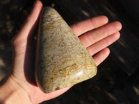 Polished Oceanic Fossil Standing Free Forms  x 3 From Madagascar - Toprock Gemstones and Minerals 