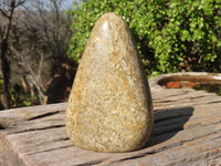 Polished Oceanic Fossil Standing Free Forms  x 3 From Madagascar - Toprock Gemstones and Minerals 