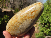 Polished Oceanic Fossil Standing Free Forms  x 3 From Madagascar - Toprock Gemstones and Minerals 