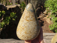 Polished Oceanic Fossil Standing Free Forms  x 3 From Madagascar - Toprock Gemstones and Minerals 
