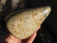 Polished Oceanic Fossil Standing Free Forms  x 3 From Madagascar - Toprock Gemstones and Minerals 