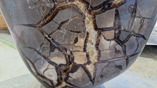 (+12 WEEKS!) Polished and Natural XXL Septerye Sauvage Standing Showpiece with an Ammonite x 1 From Mahajanga, Madagascar