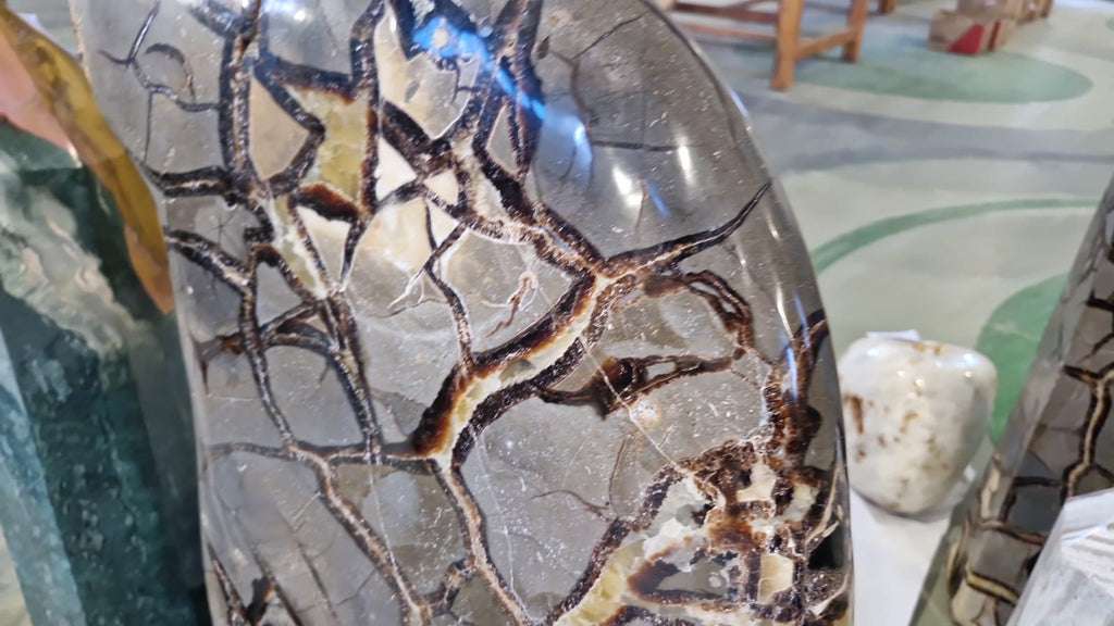 (+12 WEEKS!) Polished and Natural XXL Septerye Sauvage Standing Showpiece with an Ammonite x 1 From Mahajanga, Madagascar