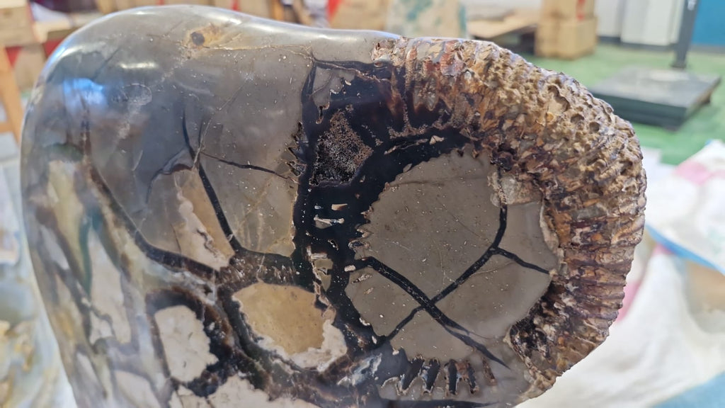 (+12 WEEKS!) Polished and Natural XXL Septerye Sauvage Standing Showpiece with an Ammonite x 1 From Mahajanga, Madagascar