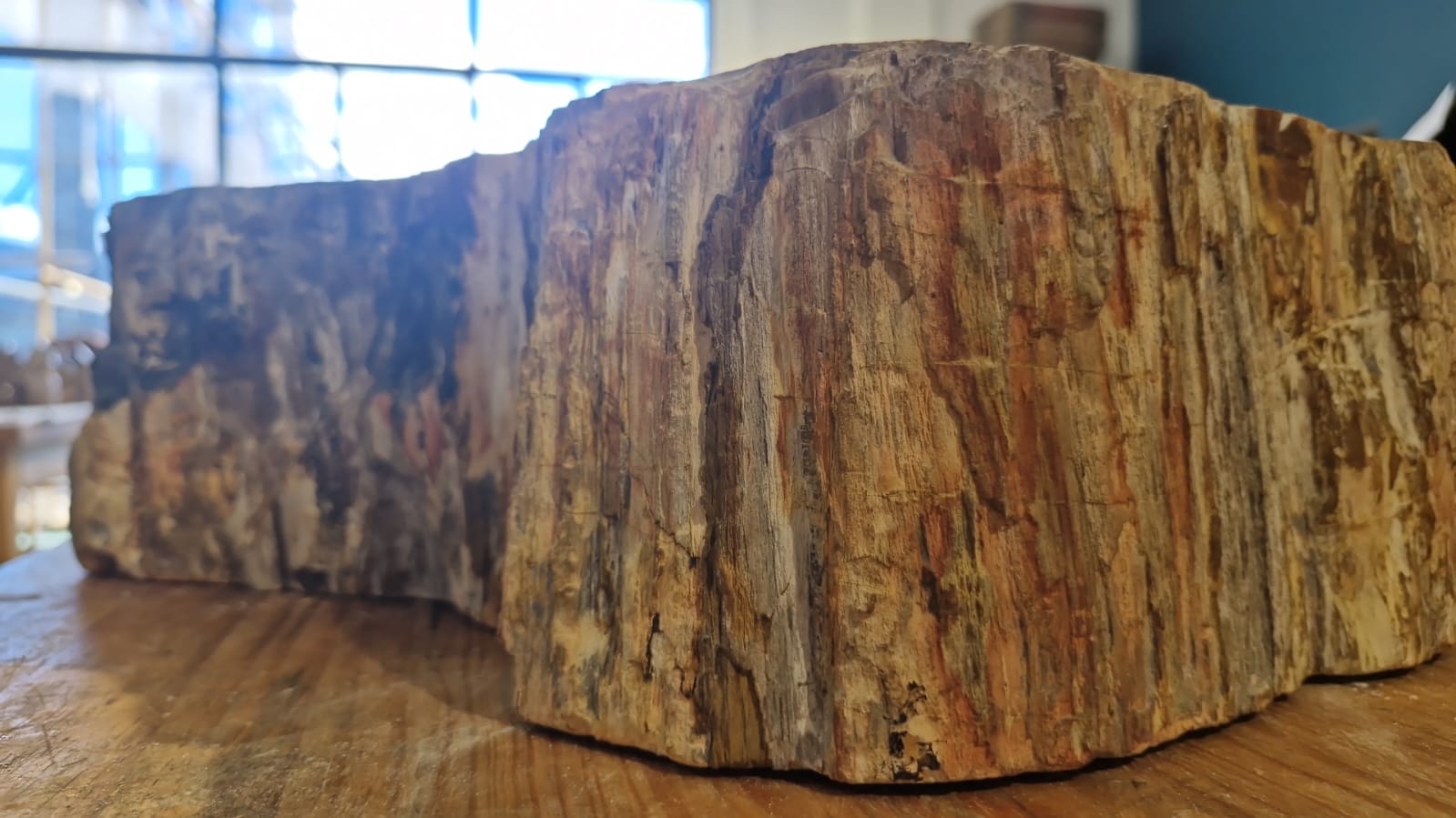 (+12 WEEKS!) Polished and Natural XXL Petrified Wood Bowl x 1 From Marovoay, Madagascar