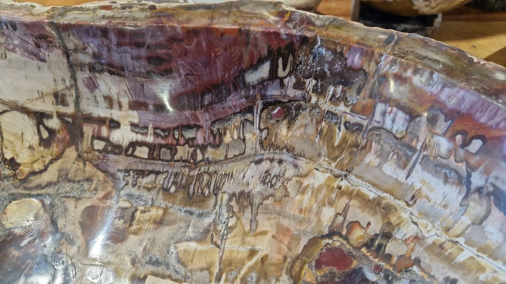 (+12 WEEKS!) Polished and Natural XXL Petrified Wood Bowl x 1 From Marovoay, Madagascar