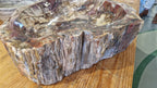 (+12 WEEKS!) Polished and Natural XXL Petrified Wood Bowl x 1 From Marovoay, Madagascar