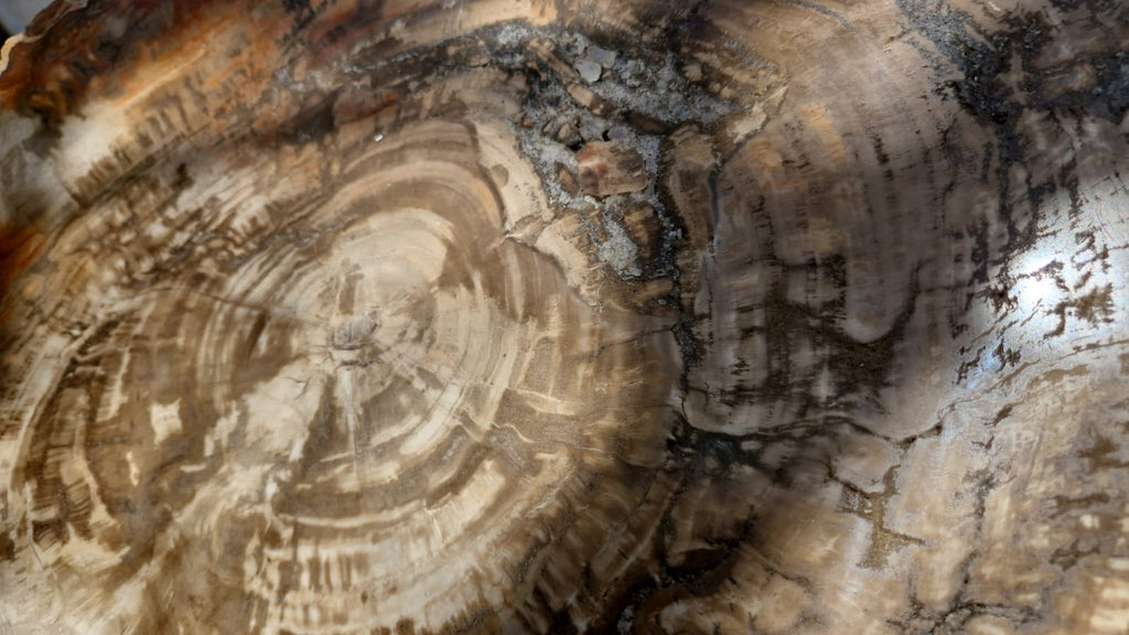(+12 WEEKS!) Polished and Natural XXL Petrified Wood Slice x 1 From Mahajanga, Madagascar