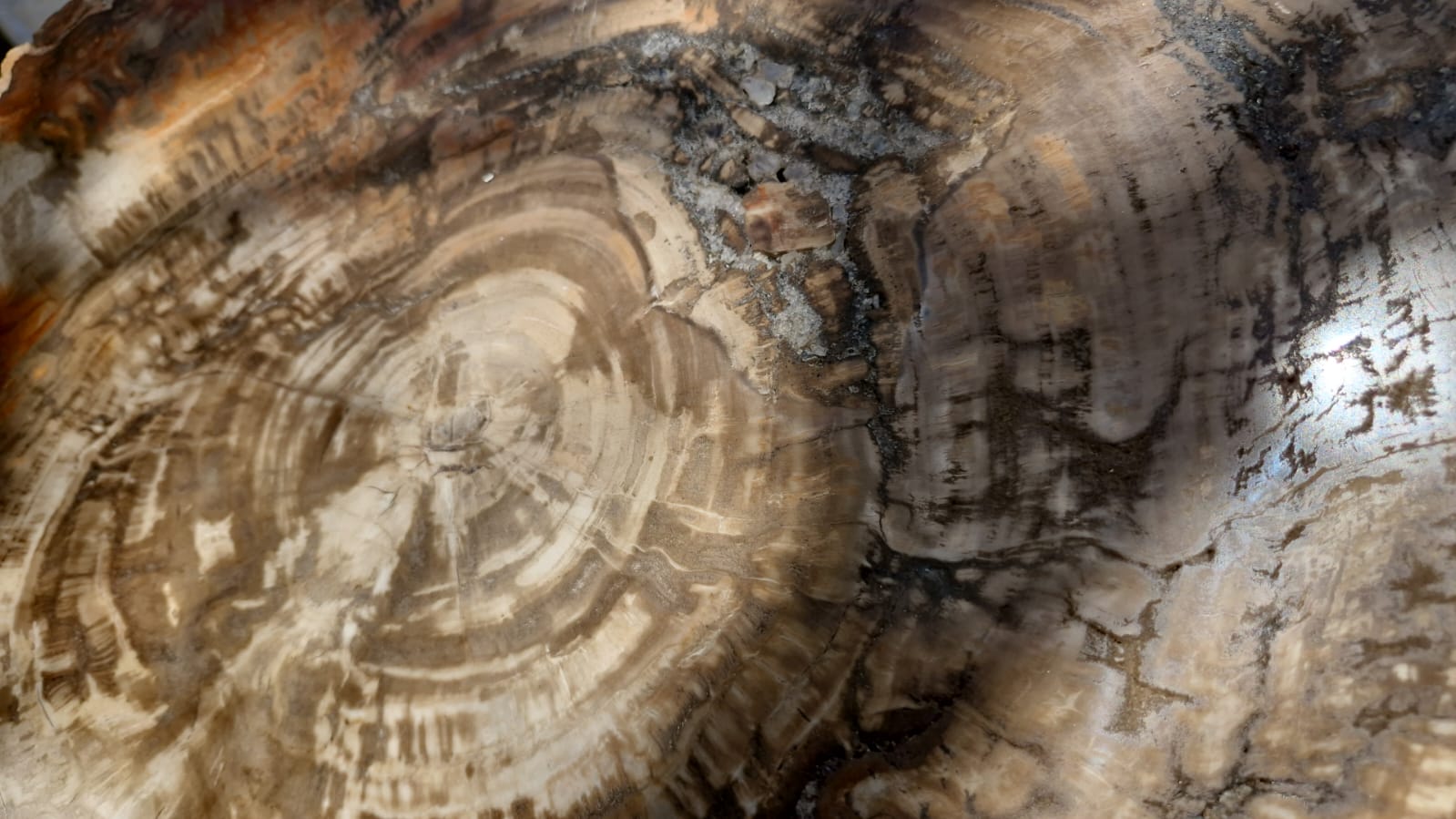 (+12 WEEKS!) Polished and Natural XXL Petrified Wood Slice x 1 From Mahajanga, Madagascar