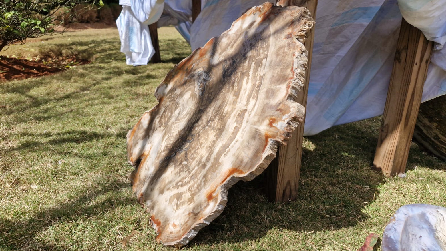 (+12 WEEKS!) Polished and Natural XXL Petrified Wood Slice x 1 From Mahajanga, Madagascar