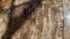 (+12 WEEKS!) Polished and Natural XXL Petrified Wood Slice x 1 From Mahajanga, Madagascar