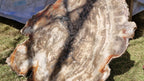 (+12 WEEKS!) Polished and Natural XXL Petrified Wood Slice x 1 From Mahajanga, Madagascar