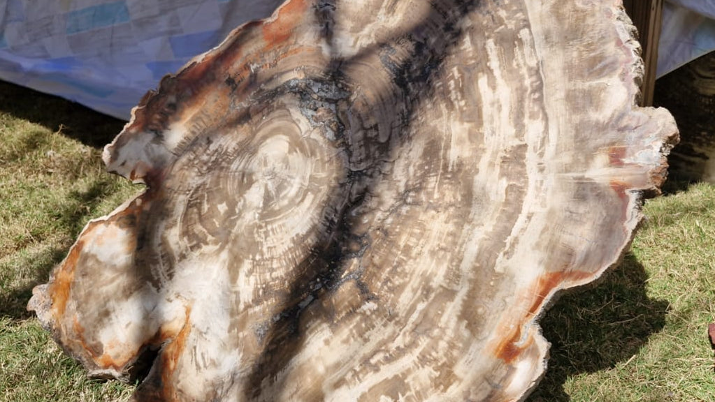 (+12 WEEKS!) Polished and Natural XXL Petrified Wood Slice x 1 From Mahajanga, Madagascar